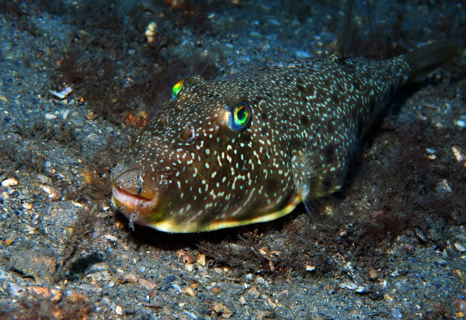 Southern Puffer